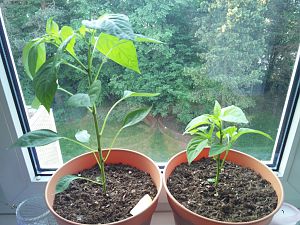 IMG_20180514_065200