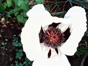 Orientalischer Mohn