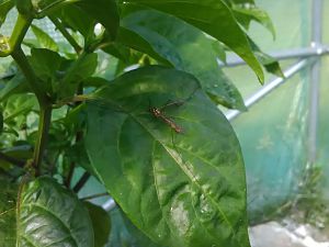 Schnake