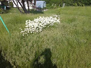Blumenwiese