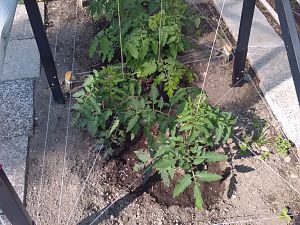 Tomaten 30.5
