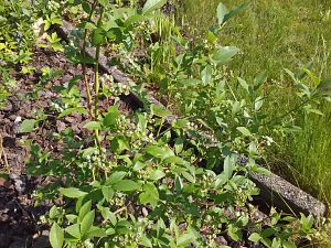 Blaubeere 30.5