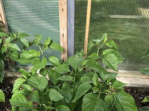 7pot Congo Chocolate