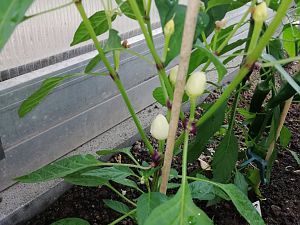 IMG_20180602_161415