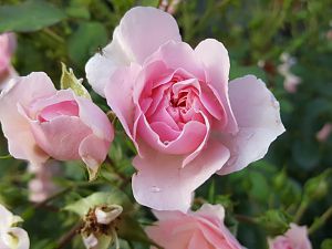 Gartenrose 03.06.18