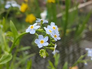 Garten 03.06.18