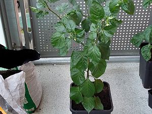 Habanero Ebony Giant neue Schuhe