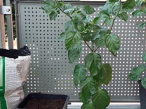 Habanero Ebony Giant
