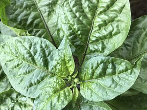 Carolina Reaper