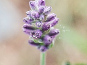 Lavendel