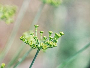 Dill