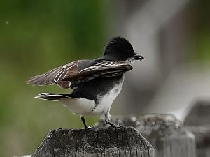 Eastern Kingbird / Königstyrann