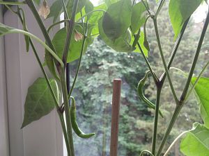 IMG_20180605_064033