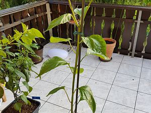 08.06.18 Aji Amarillo