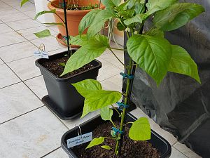 08.06.18 Lunchbox Pepper Orange