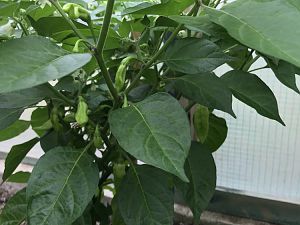 Golden Limon F5