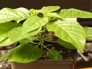 20180602-bhut-orange-copenhagen-HM6C2708