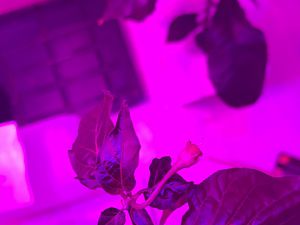 Aji Fantasy x Scotch Bonnet MOA Fruchtansatz