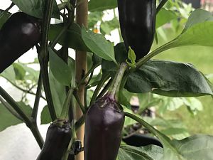 Serrano Purple