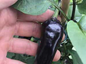 Serrano Purple Beere