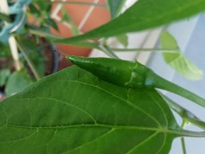 IMG_20180615_171101