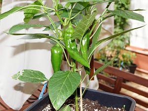 22_Numex-Eclipse_Beeren