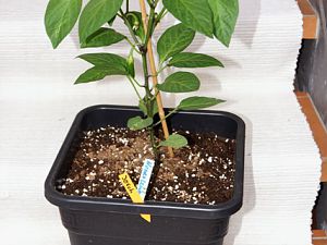 23_Numex-Lemonspice