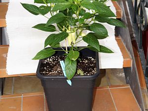 25_Numex-Pinata