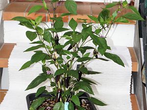 32_Serrano-Purple