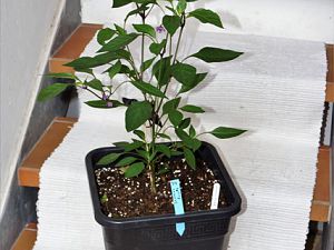 34_Serrano-Purple