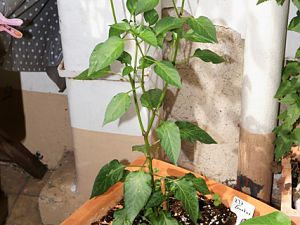 37_Guntur-237