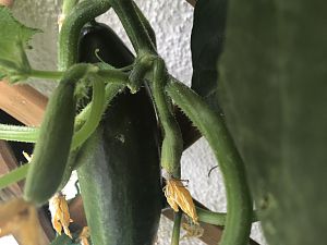 IMG_8111