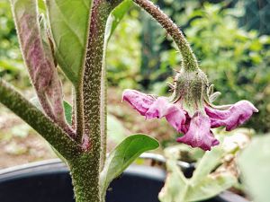 Aubergine blüht