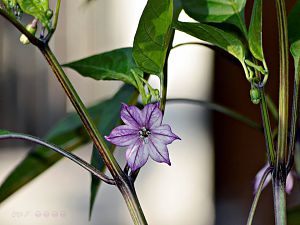 Buena Mulata