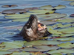 Otter_4