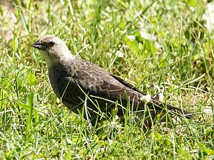 Cowbird Female