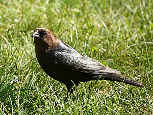 Cowbird Male