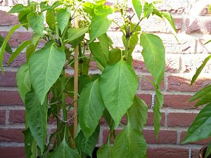 IMG_20180620_193524971