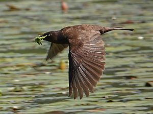 Grackle