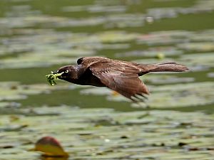 Grackle