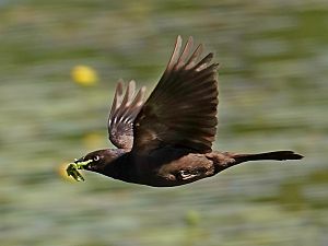 Grackle