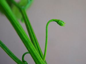 Knospe