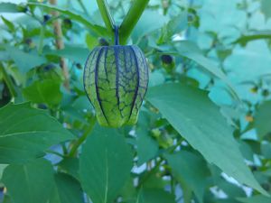 Physalsi Purple Ansatz 2