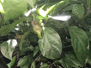 7pot_Red_Thunder_20180621