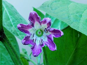 Rocoto Giant Red 1