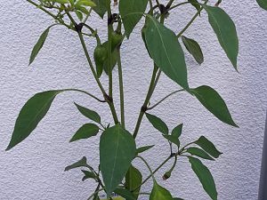 20180622_171835