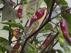 IMG_20180623_080458