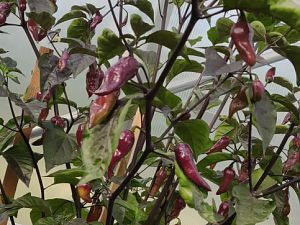 IMG_20180623_080443
