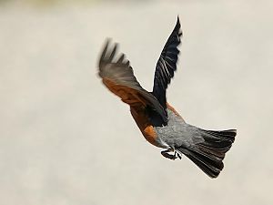 Robin