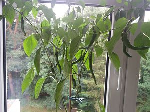 Früchte an der unbeschnittenen Cayenne 25.06.2018